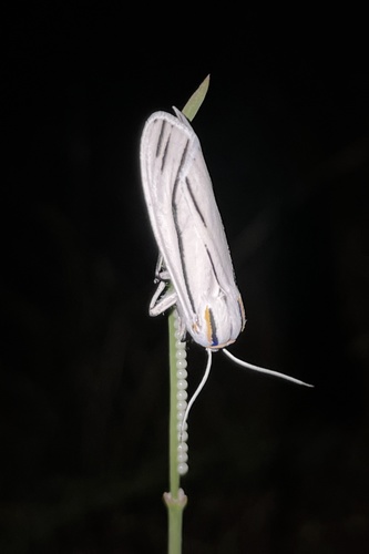 Clio Tiger Moth photo 3