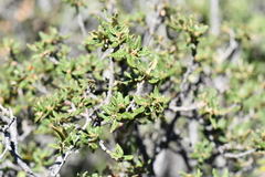 Quercus intricata