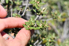 Quercus intricata