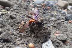 Elaphroptera nigripennis