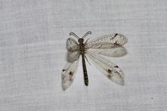 Bandidus breviusculus