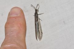 Protoplectron longitudinale