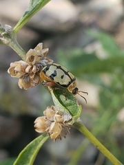 Alagoasa jacobiana