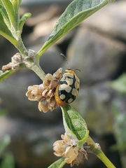 Alagoasa jacobiana