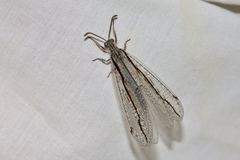 Protoplectron longitudinale