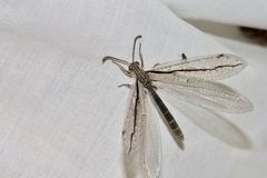 Protoplectron longitudinale