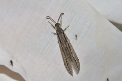 Protoplectron longitudinale