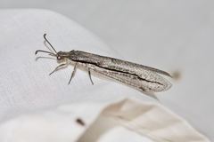 Protoplectron longitudinale