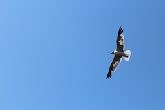 Leucophaeus atricilla megalopterus