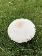 Chlorophyllum molybdites