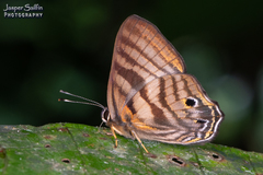 Euselasia thaumata
