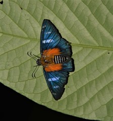 Yanguna cosyra