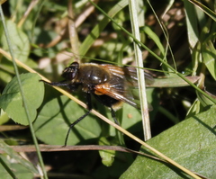 Mesembrina decipiens