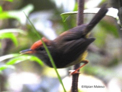 Phyllergates cucullatus relictus