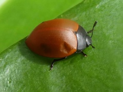 Aegithus rufipennis