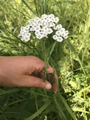 Achillea alpina