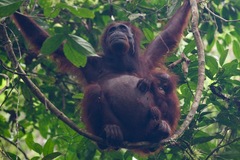 Pongo pygmaeus
