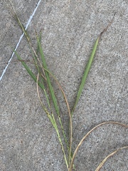Sorghinae
