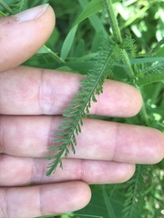 Achillea alpina