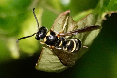 Parancistrocerus vagus
