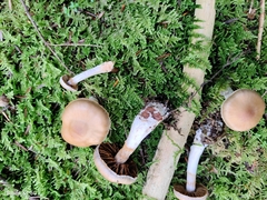 Cortinarius argenteopileatus