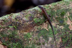 Sphenomorphus sabanus