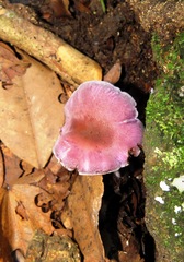 Fungi