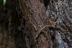 Sphenomorphus sabanus