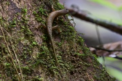 Sphenomorphus sabanus