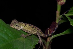 Gonocephalus bornensis