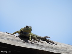Sceloporus hondurensis