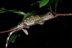 Gonocephalus bornensis