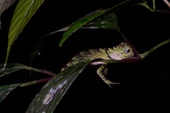 Gonocephalus bornensis