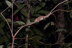 Gonocephalus bornensis