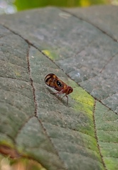 Pintalia constellaris