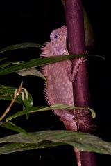 Gonocephalus bornensis