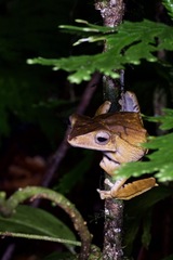 Polypedates otilophus