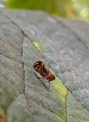 Pintalia constellaris