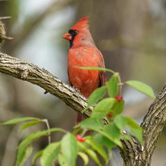 Cardinalis cardinalis