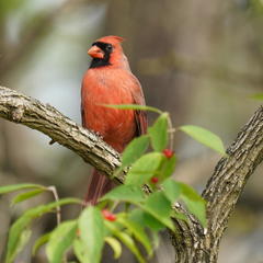 Cardinalis cardinalis