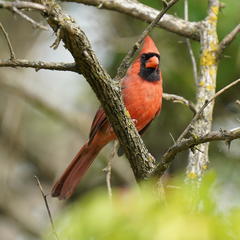 Cardinalis cardinalis