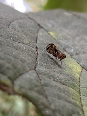 Pintalia constellaris