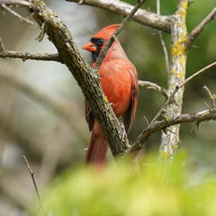Cardinalis cardinalis