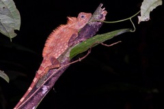 Gonocephalus bornensis