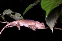 Gonocephalus bornensis