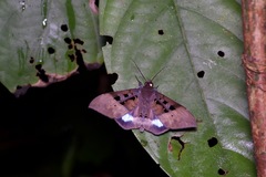 Ischyja manlia