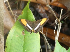 Adelpha cytherea