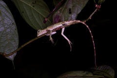 Gonocephalus bornensis