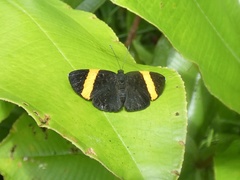 Pirascca tyriotes