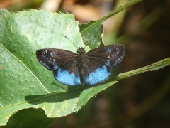 Pythonides proxenus